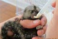 maimuțe de marmoset bine pregătite pentru adoptare